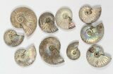 Lot: KG Silver Iridescent Ammonites (-) - Pieces #79438-2